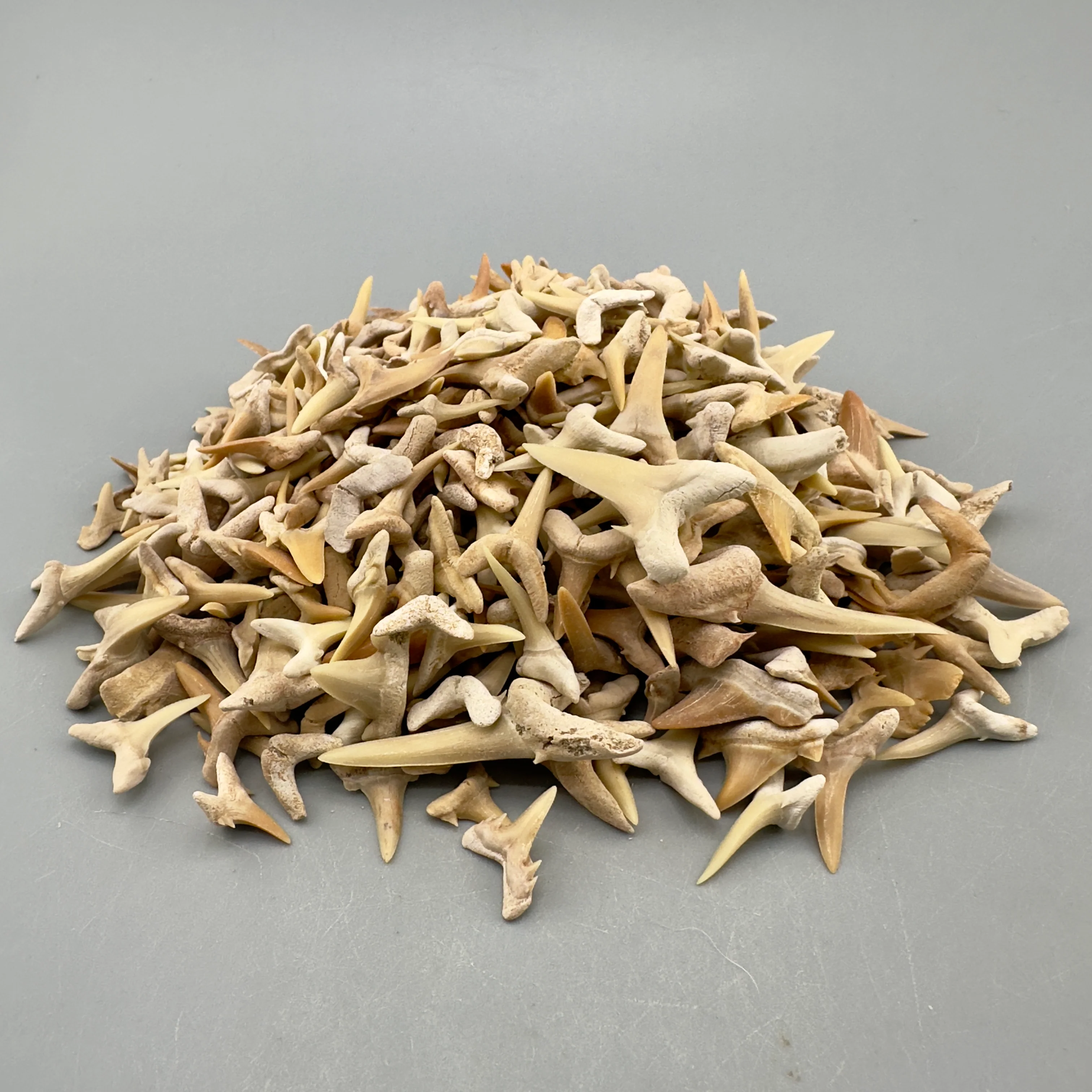 Wholesale Shark Teeth