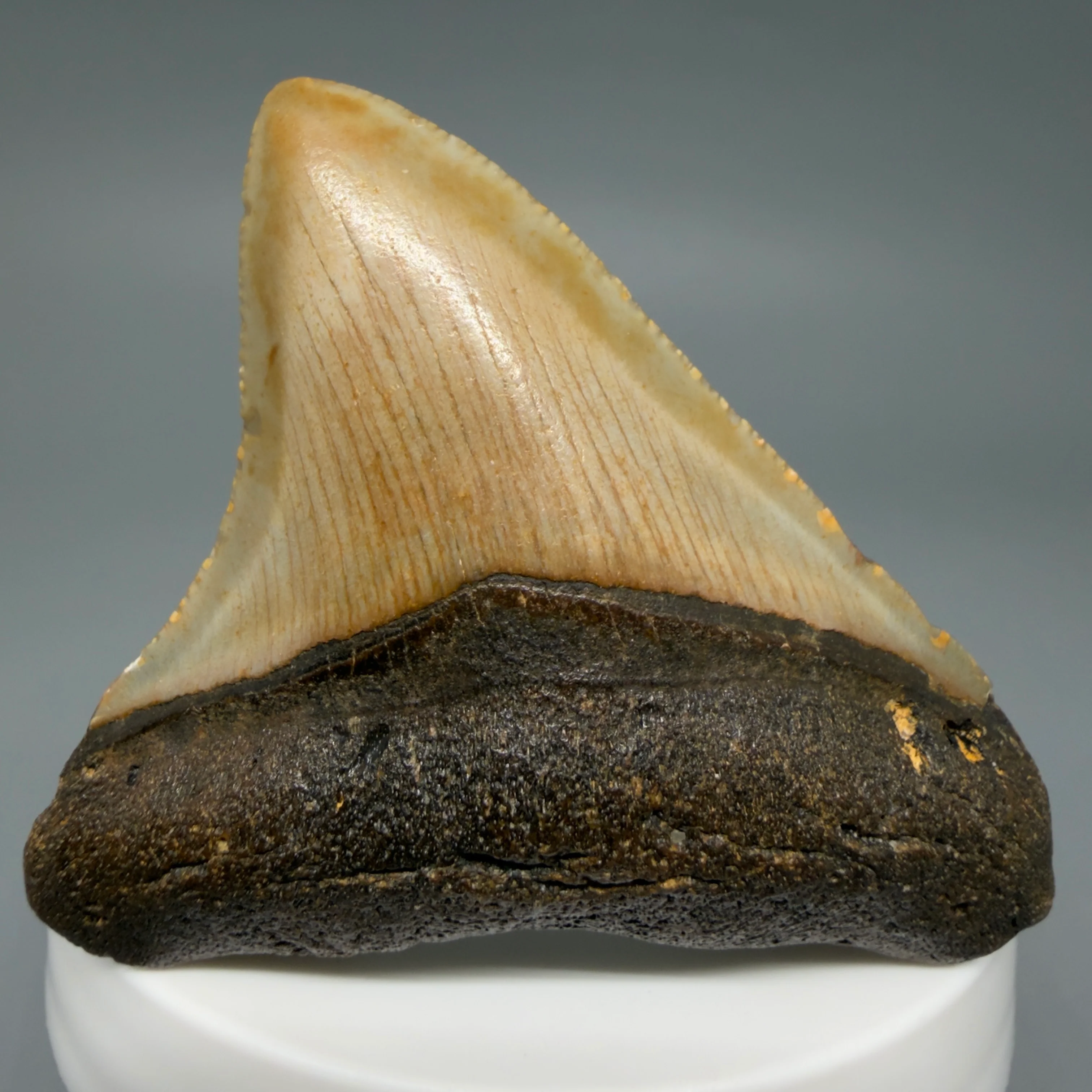 Megalodon Shark Teeth